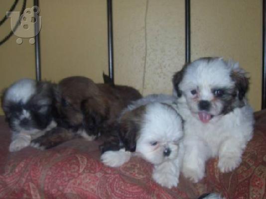 PoulaTo: Shih Tzu